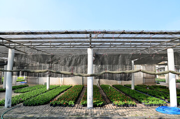 Fototapeta premium Closeup of Scenery in a greenhouse with many different kinds of trees and flowers placed in a beautiful row. Concept a place to cultivate tree seedlings and flowers in Thailand.