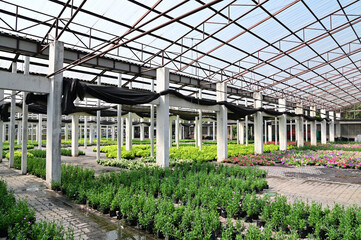 Closeup of Scenery in a greenhouse with many different kinds of trees and flowers placed in a beautiful row. Concept a place to cultivate tree seedlings and flowers in Thailand.