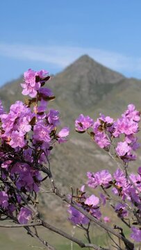 Vertical video of Rhododendron flowers with background of mountain slopes and blue sky.