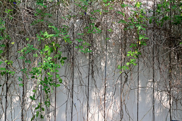 Closeup of Green Climber Plant on wall natural background concept selective focus at Thailand. 