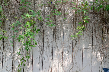 Obraz na płótnie Canvas Closeup of Green Climber Plant on wall natural background concept selective focus at Thailand. 