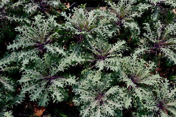 Closeup of Fresh vegetable gardens, small plants and healthy vegetables grown in soil in the vegetable field at Thailand. Concept eco-friendly gardening.