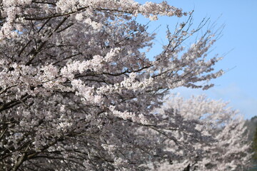 桜満開