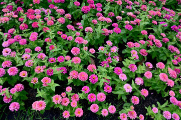 Closeup of Beautiful Pink Flowers with green leaf in the garden with nature background at Thailand.