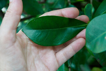 hand holding green leaf - 725192348