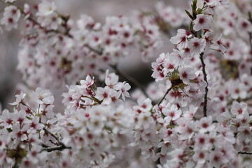 桜満開