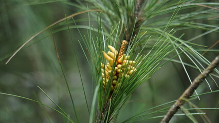 Pine flower on the tree with a natural background