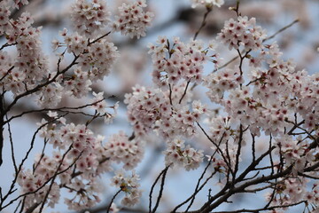 桜満開