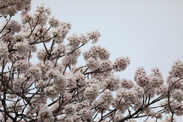 桜満開