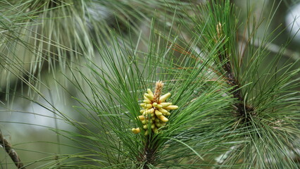 Pine flower on the tree with a natural background - obrazy, fototapety, plakaty