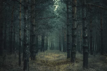 Foto op Canvas Dark mysterious dark forest with fog © Jioo7