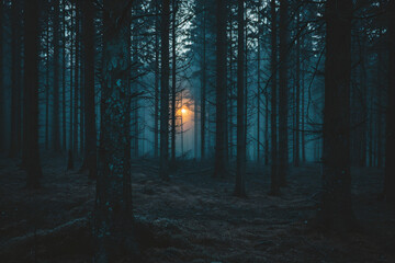 Fototapeta premium Dark mysterious dark forest with fog