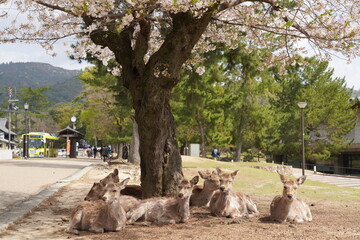 Fototapeta premium 奈良公園の鹿