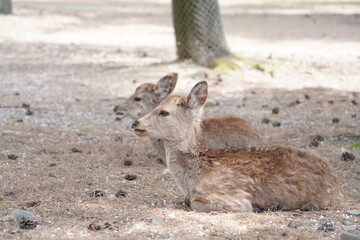 奈良公園の鹿