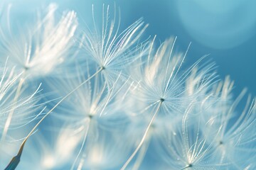 blurred nature background dandelion seeds