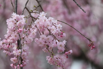 桜満開