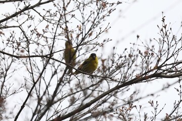 マヒワ