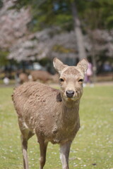 Fototapeta premium 奈良公園の鹿