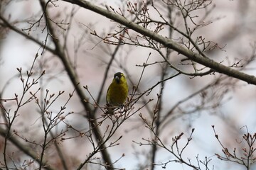 Naklejka premium マヒワ