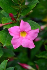 Flores,flores,un gran regalo para nuestros sentidos.