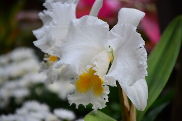 Flores,flores,un gran regalo para nuestros sentidos.