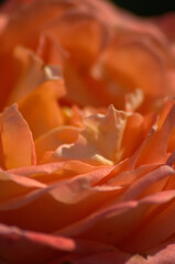 Flores,flores,un gran regalo para nuestros sentidos.