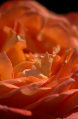 Flores,flores,un gran regalo para nuestros sentidos.