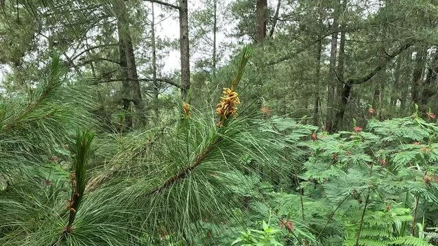 Pine flower on the tree with a natural background