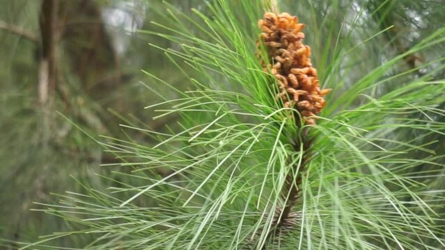 Pine flower on the tree with a natural background