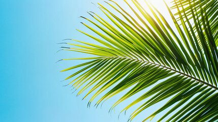 Tropical summer background with palm leaf and blue sky