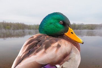 A male duck at the lake in the early spring
