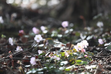 イワウチワ