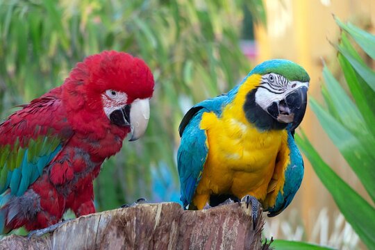 tropical blue and gold macaw