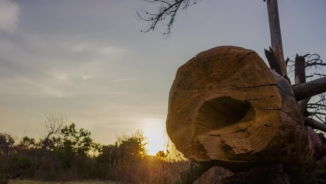 solitary stump in the foreground at dawn,time lapse at dawn, Visible Climate Change, solitary stump in the foreground, symbolizing the damage to the trees and the lament of nature.