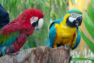 blue and gold macaw