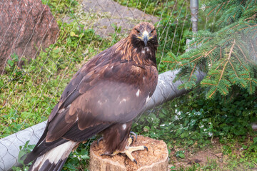 Bird of prey Golden Eagle, Aquila chrysaetos, sitting in a cage or aviary