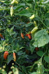 cayenne peppers garden with white background and mountain background