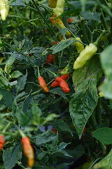 cayenne peppers garden with white background and mountain background