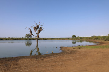 Afrikanischer Busch - Krügerpark - Sunset Dam / African Bush - Kruger Park - Sunset Dam /