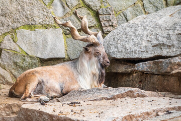 Markhor, Capra falconeri, wild goat native to Central Asia, Karakoram and the Himalayas standing on...