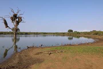 Fototapeta na wymiar Afrikanischer Busch - Krügerpark - Sunset Dam / African Bush - Kruger Park - Sunset Dam /