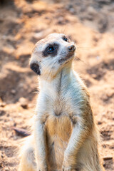 Fototapeta premium Meerkat suricatta family wildlife picture.