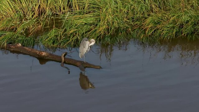 A Great Blue Heron cleaning and preening itself along a river bank
