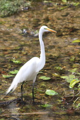 Tall White Bird Standing in Water