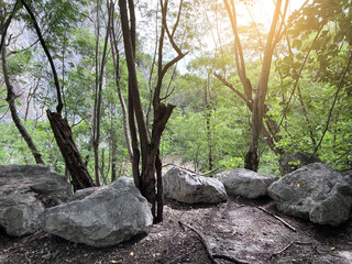 a forest with rocks and trees in the sunlight