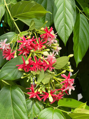 Combretum indicum flower in nature garden
