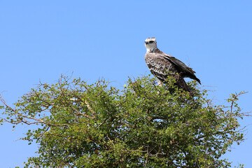 Kampfadler / Martial eagle / Polemaetus bellicosus.