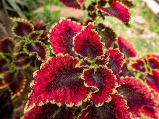 miana leaves with a beautiful bright red color