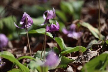 カタクリの花