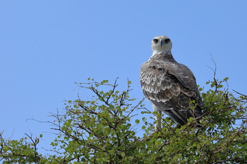Kampfadler / Martial eagle / Polemaetus bellicosus.